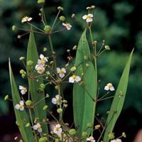 Moeringswaterplanten Slanke waterweegbree (Alisma lanceolata) moerasplant - 6 stuks