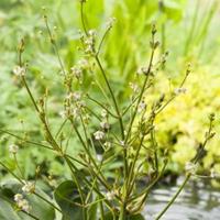 Moeringswaterplanten Waterweegbree (Alisma parviflora) moerasplant - 6 stuks