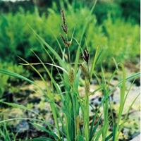 Moeringswaterplanten Oeverzegge (Carex riparia) moerasplant - 6 stuks