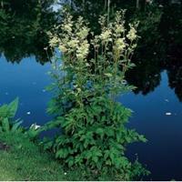 Moeringswaterplanten Moerasspirea (Filipendula ulmaria) moerasplant - 6 stuks