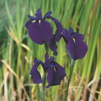 Moeringswaterplanten Japanse iris (Iris ensata) moerasplant - 6 stuks