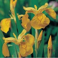 Moeringswaterplanten Gele iris (Iris pseudacorus) moerasplant - 6 stuks