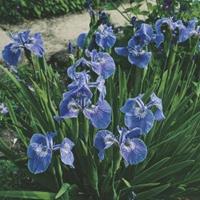 Moeringswaterplanten Borstelige iris (Iris Setosa) moerasplant - 6 stuks