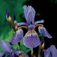Moeringswaterplanten Siberische iris (Iris Sibirica) moerasplant - 6 stuks