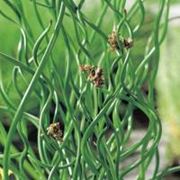 Moeringswaterplanten Krulpitrus (Juncus effusus â€œspiralisâ€) moerasplant - 6 stuks