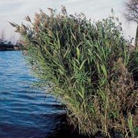 Moeringswaterplanten Riet (Phragmites Australis) moerasplant - 6 stuks
