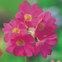Moeringswaterplanten Roze sleutelbloem (Primula rosea) moerasplant - 6 stuks