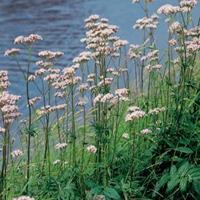 Moeringswaterplanten Echte valeriaan (Valeriana officinalis) moerasplant - 6 stuks
