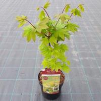 Plantenwinkel.nl Japanse esdoorn (Acer circinatum "Burgundy Jewel") heester
