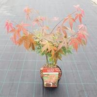Japanse esdoorn (Acer Palmatum "Atropurpureum") - 50-60 cm - 1 stuks