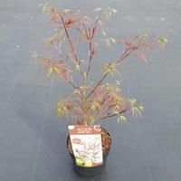 Plantenwinkel.nl Japanse esdoorn (Acer Palmatum "Atrolineare")