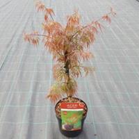 Plantenwinkel.nl Japanse esdoorn (Acer palmatum "Crimson Queen") heester - 40-50 cm - 1 stuks