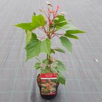 Plantenwinkel.nl Japanse esdoorn (Acer conspicuum "Red Flamingo") heester