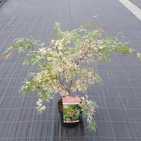 Plantenwinkel.nl Japanse esdoorn (Acer palmatum "Beni-Shichi-Henge") heester