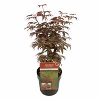Plantenwinkel.nl Japanse esdoorn (Acer palmatum "Bloodgood") heester - 50-60 cm - 1 stuks