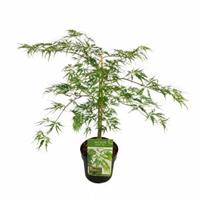 Plantenwinkel.nl Japanse esdoorn (Acer palmatum "Dissectum") heester - 40-50 cm - 1 stuks
