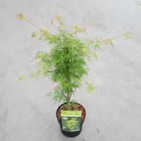Plantenwinkel.nl Japanse esdoorn (Acer palmatum "Emerald Lace") heester