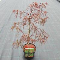 Plantenwinkel.nl Japanse esdoorn (Acer palmatum "Enkan") heester - 40-50 cm - 1 stuks