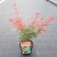 Plantenwinkel.nl Japanse esdoorn (Acer palmatum "Jerre Schwartz") heester