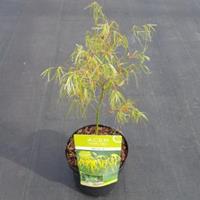 Plantenwinkel.nl Japanse esdoorn (Acer palmatum "Koto-no-ito") heester