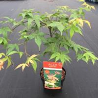 Plantenwinkel.nl Japanse esdoorn (Acer palmatum "Osakasuki") heester - 50-60 cm - 1 stuks