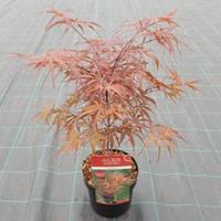 Plantenwinkel.nl Japanse esdoorn (Acer palmatum "Peve Dave") heester
