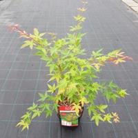 Plantenwinkel.nl Japanse esdoorn (Acer palmatum "Sangokaku") heester - 50-60 cm - 1 stuks