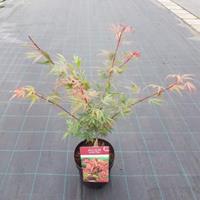 Plantenwinkel.nl Japanse esdoorn (Acer palmatum "Shaina") heester - 50-60 cm - 1 stuks