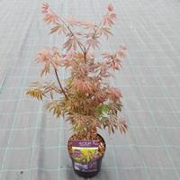 Plantenwinkel.nl Japanse esdoorn (Acer palmatum "Trompenburg") heester