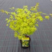 Plantenwinkel.nl Japanse esdoorn (Acer Palmatum "Anne Irene")