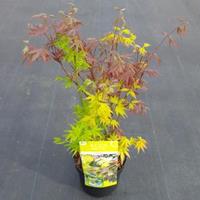 Plantenwinkel.nl Japanse esdoorn mix (Acer palmatum "Festival") heester