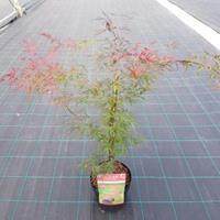 Plantenwinkel.nl Japanse esdoorn (Acer palmatum "Firecracker") heester