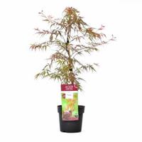 Plantenwinkel.nl Japanse esdoorn (Acer palmatum "Garnet Tower") heester