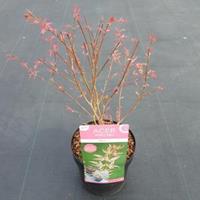 Plantenwinkel.nl Japanse esdoorn (Acer palmatum "Marlo") heester