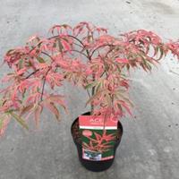 Plantenwinkel.nl Japanse esdoorn (Acer palmatum "Shirazz") heester