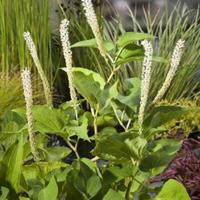 Moeringswaterplanten Leids plantje (Saururus cernuus) moerasplant - 6 stuks