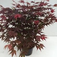 Plantenwinkel.nl Japanse esdoorn (Acer Palmatum "Atropurpureum") - 40-50 cm - 1 stuks