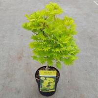 Plantenwinkel.nl Japanse esdoorn (Acer shirasawanum "Aureum") heester - 25-30 cm - 1 stuks