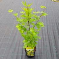 Plantenwinkel.nl Japanse esdoorn (Acer shirasawanum "Jordan") heester - 50-60 cm - 1 stuks