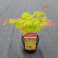 Plantenwinkel.nl Japanse esdoorn (Acer shirasawanum "Moonrise") heester