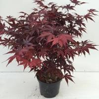 Plantenwinkel.nl Japanse esdoorn (Acer palmatum "Bloodgood") heester - 40-50 cm - 1 stuks