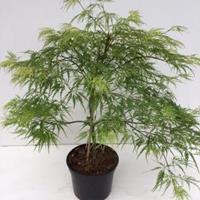 Plantenwinkel.nl Japanse esdoorn (Acer palmatum "Dissectum") heester - 30-40 cm - 1 stuks