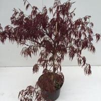 Plantenwinkel.nl Japanse esdoorn (Acer palmatum "Garnet") heester - 30-40 cm - 1 stuks