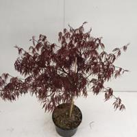 Plantenwinkel.nl Japanse esdoorn (Acer palmatum "Inaba Shidare") heester - 30-40 cm - 1 stuks