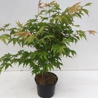 Plantenwinkel.nl Japanse esdoorn (Acer palmatum "Osakasuki") heester - 40-50 cm - 1 stuks