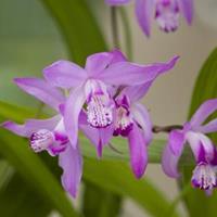 Moeringswaterplanten Japanse orchidee (Bletilla striata) moerasplant - 6 stuks