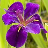 Moeringswaterplanten Paarse Japanse iris (Iris â€œBlack Gamecockâ€) moerasplant - 6 stuks