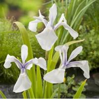 Moeringswaterplanten Witte Japanse iris (Iris Laevigata â€œSnowdriftâ€) moerasplant - 6 stuks
