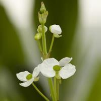 Moeringswaterplanten Smalbladig pijlkruid (Sagittaria graminea) moerasplant - 6 stuks