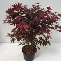 Plantenwinkel.nl Japanse esdoorn (Acer Palmatum "Atropurpureum") - 60-70 cm - 1 stuks